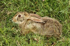 Lepus victoriae