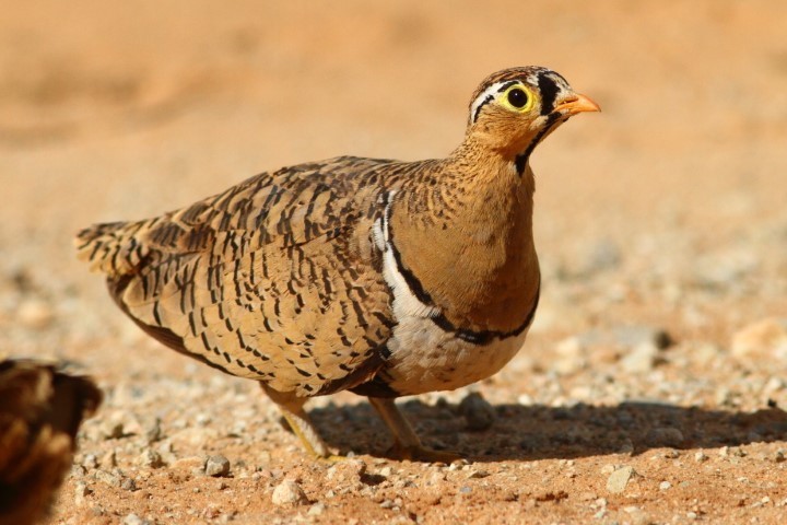 Black-faced Sandgrouse photo