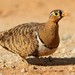 Black-faced Sandgrouse - Photo (c) markus lilje, some rights reserved (CC BY-NC-ND), uploaded by markus lilje