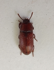 Uloma culinaris