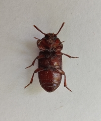 Uloma culinaris