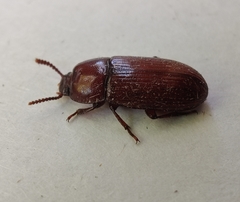 Uloma culinaris