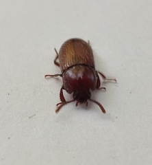 Uloma culinaris