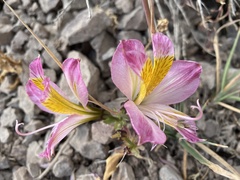 Alstroemeria pallida