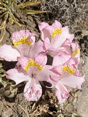 Alstroemeria pallida