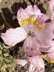 Alstroemeria pallida
