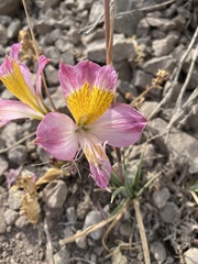 Alstroemeria pallida