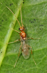 Odontomachus brunneus