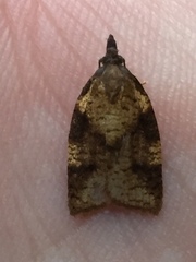 Cenopis eulongicosta