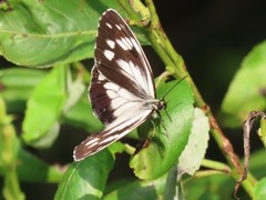 Melanargia epimede