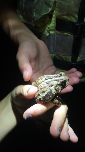 American Toad