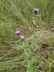 Centaurea debeauxii