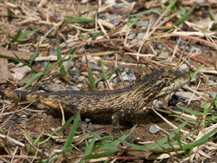 Burmese False Bloodsucker photo 2