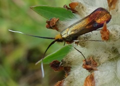 Nemophora cupriacella
