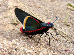 Mysoria barcastus