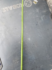 Eleocharis equisetoides