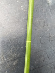 Eleocharis equisetoides