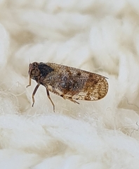 Tachycixius pilosus