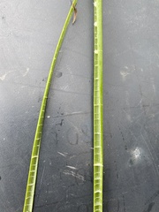 Eleocharis equisetoides