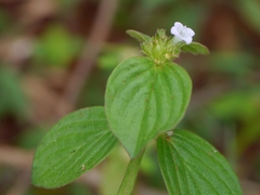 Spermacoce alata