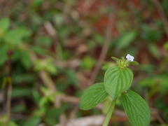 Spermacoce alata