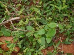 Spermacoce alata