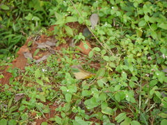 Spermacoce alata