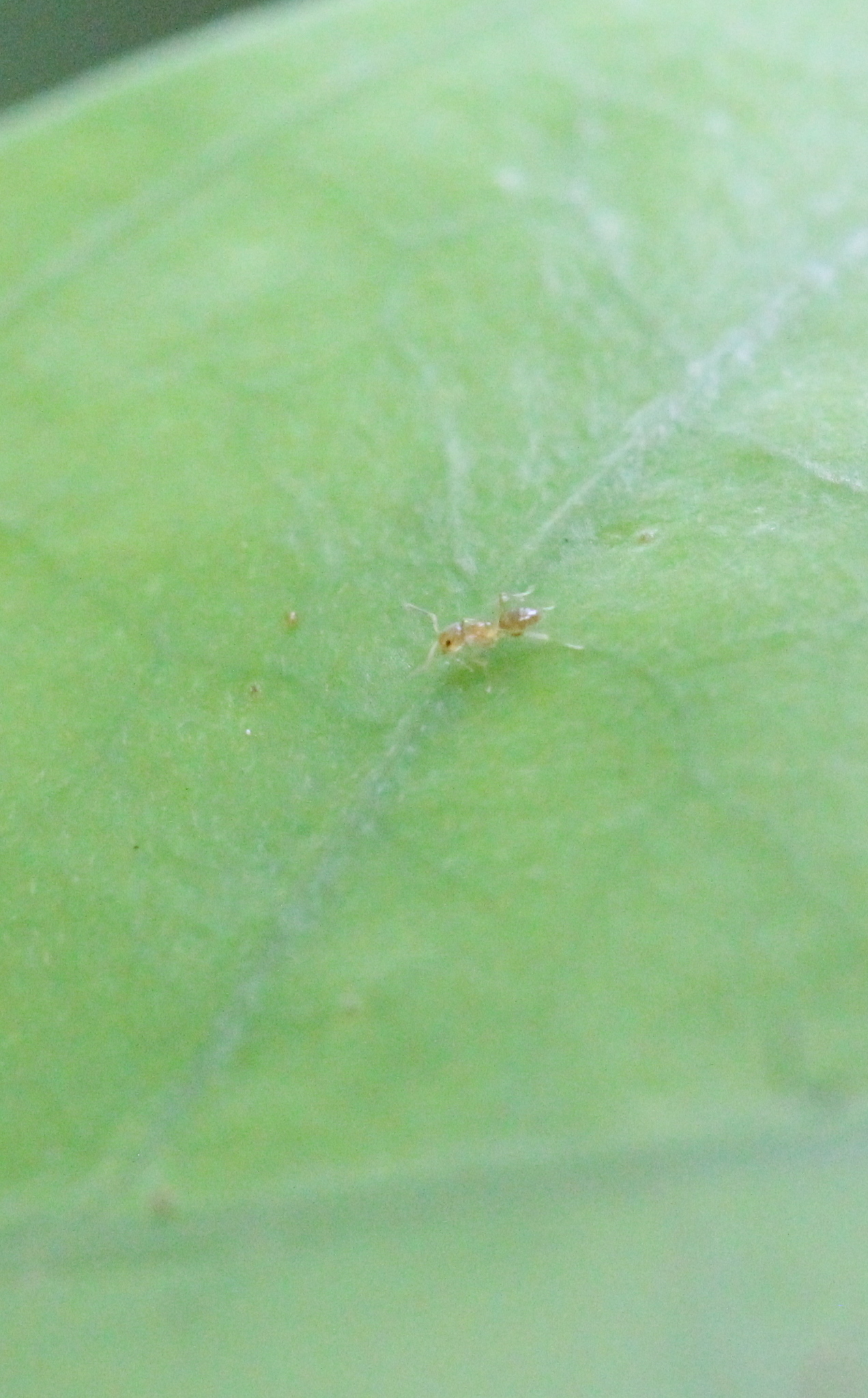Paraparatrechina sauteri