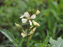 Eruca vesicaria