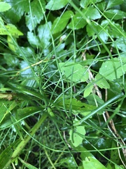 Equisetum palustre