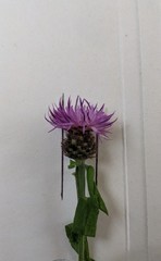 Centaurea debeauxii