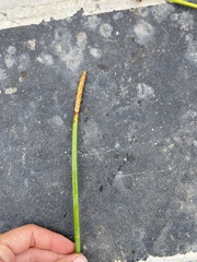 Eleocharis equisetoides