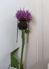 Centaurea debeauxii