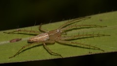 Oxyopes papuanus