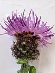 Centaurea debeauxii