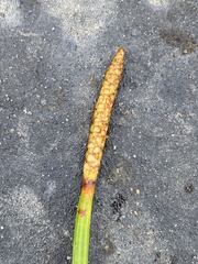 Eleocharis equisetoides