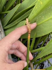 Eleocharis equisetoides