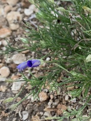 Giliastrum rigidulum