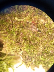 Crossocalyx hellerianus