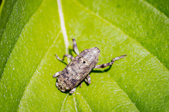 Gasterocercus depressirostris