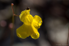 Utricularia subulata