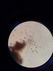 Crossocalyx hellerianus