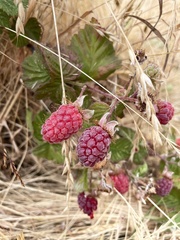 Rubus × loganobaccus