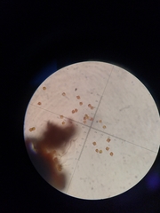 Crossocalyx hellerianus