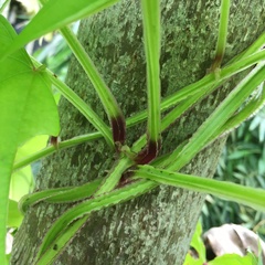 Dioscorea alata