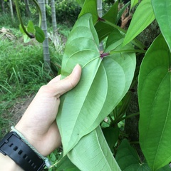 Dioscorea alata
