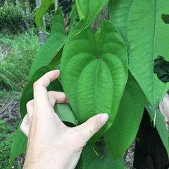 Dioscorea alata