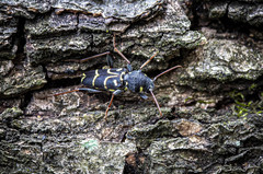 Xylotrechus antilope