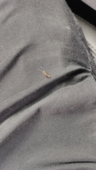 Myrmarachne inermichelis