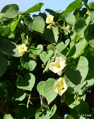 Ipomoea ochracea